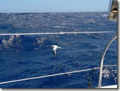 red-billed tropicbird