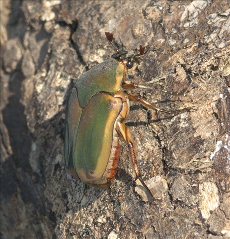 P1260098a.jpg