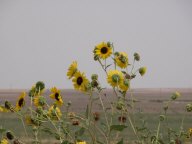 Location: Kansas DSCN0376.jpg