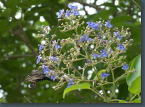 P1130005a.jpg