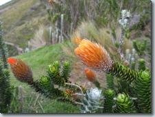 cotopaxi Park