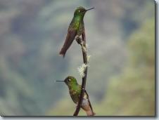 Ecuador Cloud Forest