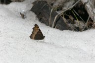 Location: Maroon Bells, Colorado P1050100.jpg