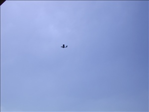 172-7268_IMG.JPG