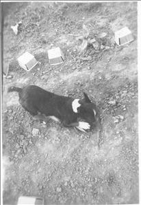 album07a.jpg