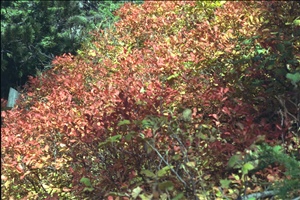 IMG0026.jpg