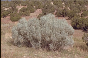 IMG0011.jpg