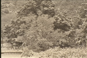IMG0041.jpg