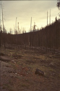 IMG0087.jpg