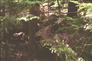 IMG0088.jpg