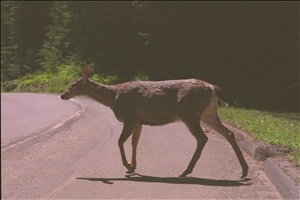 IMG0089.jpg
