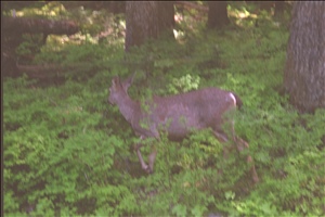 IMG0090.jpg