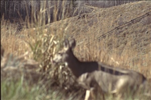 IMG0045.jpg