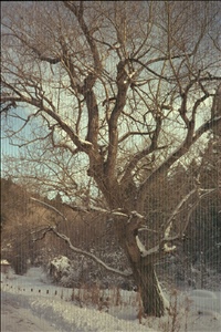 IMG0091.jpg
