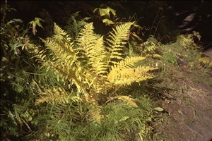 IMG0008.jpg