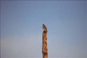 IMG0045.jpg