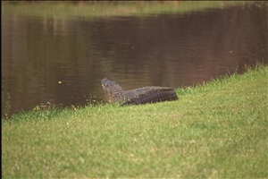 IMG0073.jpg