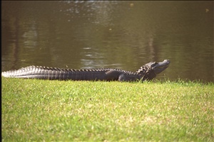 IMG0074.jpg