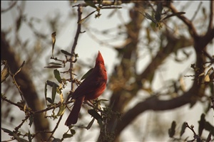 IMG0078.jpg