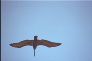 IMG0081.jpg