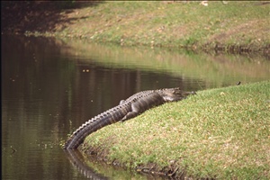 IMG0083.jpg