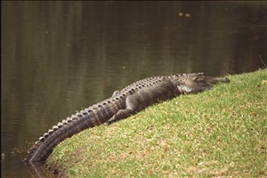 IMG0084.jpg