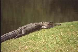 IMG0085.jpg