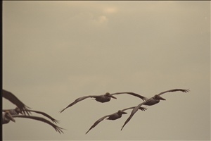 IMG0093.jpg