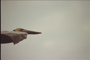 IMG0094.jpg