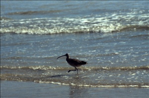 scan623.jpg
