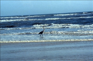 scan628.jpg