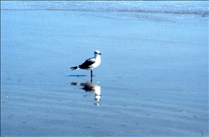 scan630.jpg