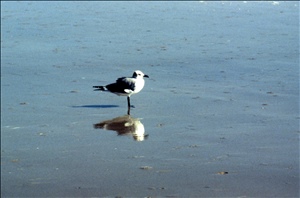 scan632.jpg