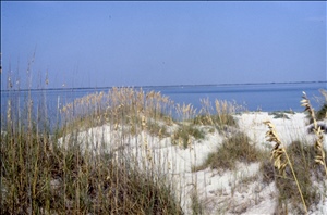 scan640.jpg