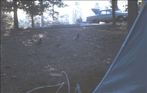 scan525.jpg