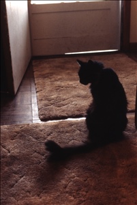 scan436.jpg