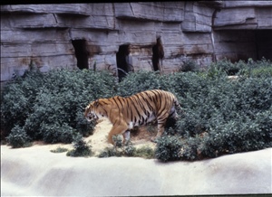 scan669.jpg