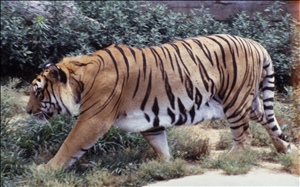 scan671.jpg