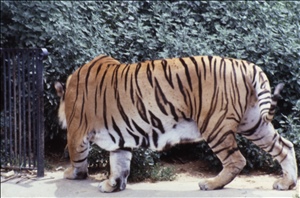 scan672.jpg