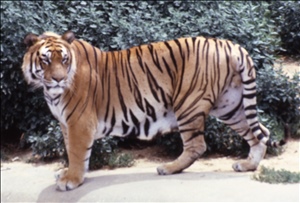 scan674.jpg