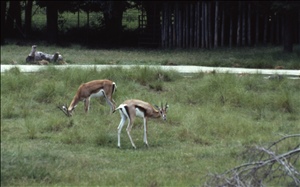 scan676.jpg