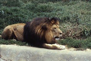 scan678.jpg