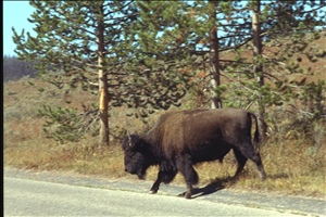 IMG0038.jpg