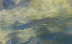 P0004149a.jpg