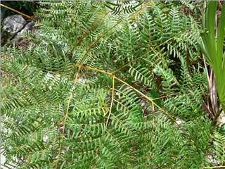 P1120178.jpg