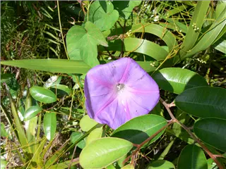 P1120195.jpg