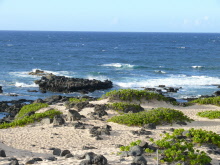 Kaena Point, Oahu (March)