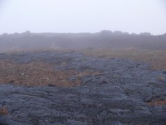 P1000446.jpg