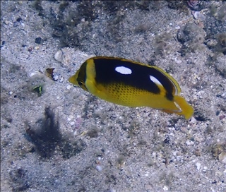 Q0020124a.jpg