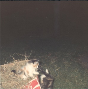 qscan141.jpg